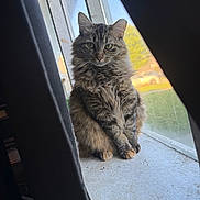Meena joined the competition — help win amazing prizes! animal, calm, cat, curtains, cute, daylight, domestic, feline, fluffy, fur, greenery, indoor, looking, pet, portrait, sitting, sunlight, tabby, window, windowsill