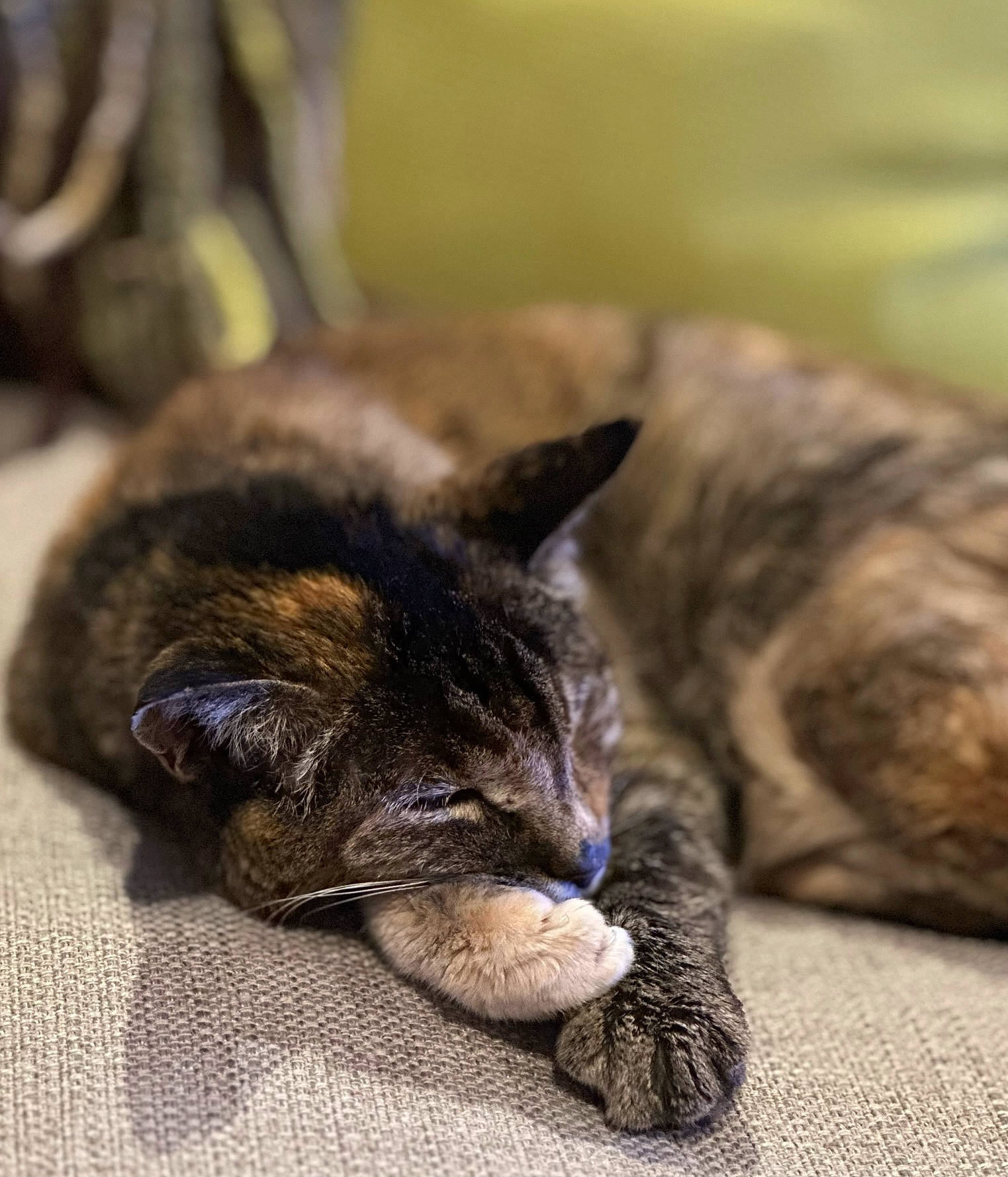 Mae joined the competition — help win amazing prizes! carnivore, cat, claw, comfort, domestic_short_haired_cat, felidae, fur, grass, nap, paw, sleep, small_to_medium_sized_cats, snout, tail, terrestrial_animal, whiskers, wildlife