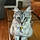Silver Lucy