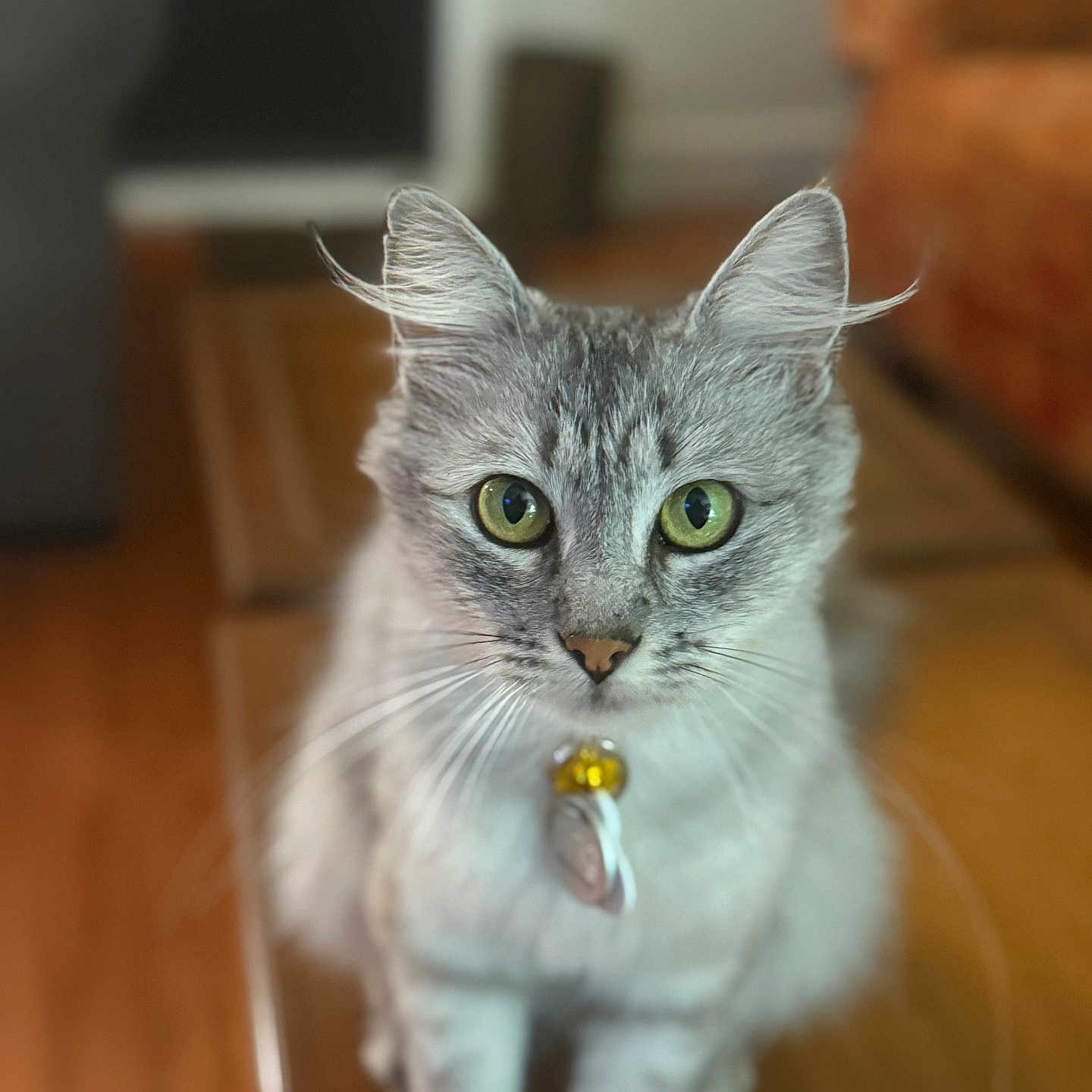 Silver Lucy joined the competition — help win amazing prizes! animal, bell, cat, closeup, collar, curious, cute, domestic_cat, feline, focused, fur, gray_tabby, green_eyes, household, indoor, pet, portrait, sitting, whiskers, wooden_table