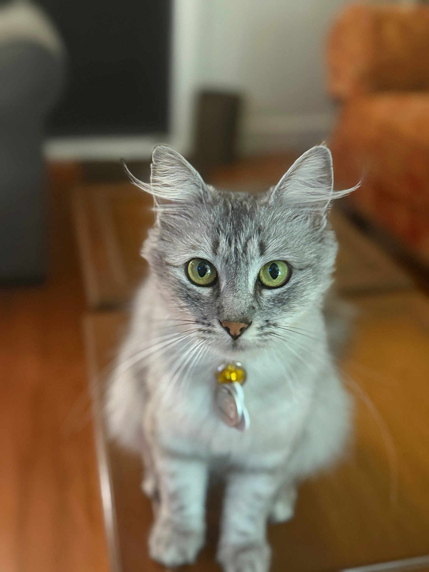 Silver Lucy joined the competition — help win amazing prizes! cat, gray_tabby, green_eyes, collar, bell, whiskers, fur, pet, indoor, wooden_table, curious, focused, sitting, domestic_cat, animal, cute, closeup, portrait, feline, household