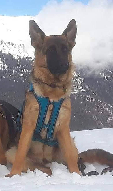 Pandora participe au concours pour gagner de l'argent avec cette photo : belgian_shepherd, belgian_shepherd_malinois, canidae, carnivore, dog, dog_breed, east_european_shepherd, fawn, german_shepherd_dog, king_shepherd, kunming_wolfdog, mammal, old_german_shepherd_dog, police_dog, shiloh_shepherd_dog, snout, snow, vertebrate, working_dog
