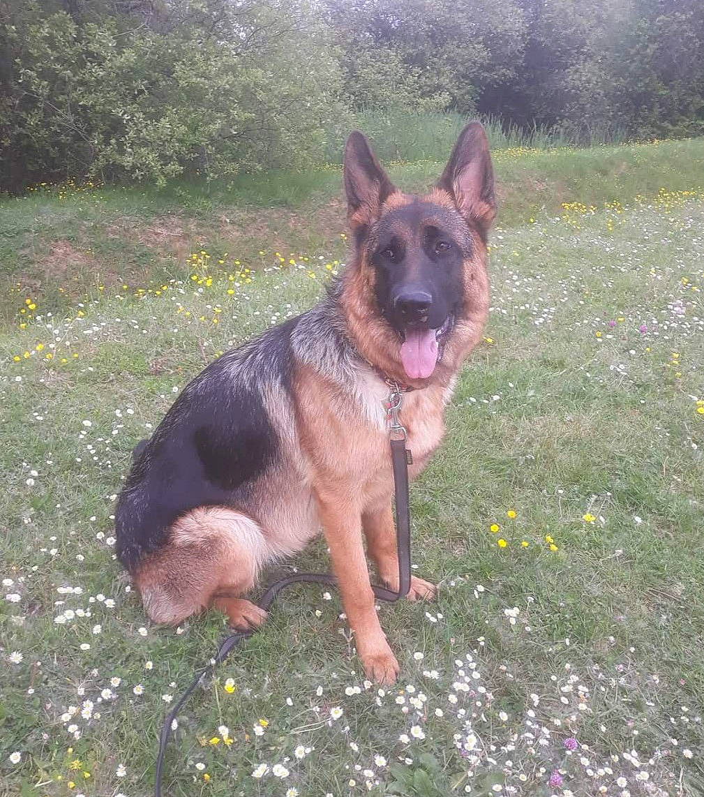 Pandora participe au concours pour gagner de l'argent avec cette photo : belgian_shepherd_malinois, canidae, carnivore, dog, dog_breed, east_european_shepherd, fawn, german_shepherd_dog, herding_dog, king_shepherd, kunming_wolfdog, mammal, old_german_shepherd_dog, shiloh_shepherd_dog, snout, vertebrate, working_dog