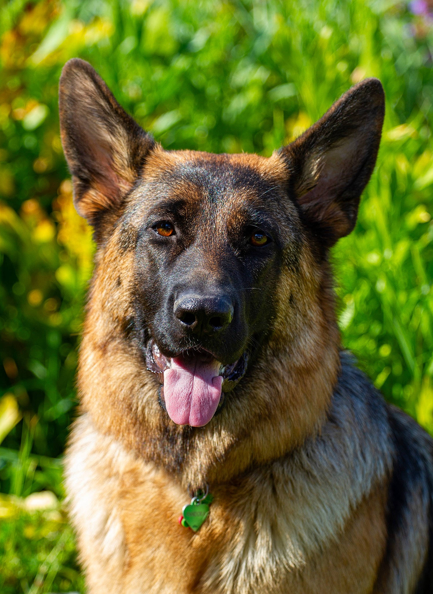 Pandora participe au concours pour gagner de l'argent avec cette photo : belgian_shepherd_malinois, bohemian_shepherd, canidae, carnivore, dog, dog_breed, east_european_shepherd, fawn, german_shepherd_dog, king_shepherd, kunming_wolfdog, mammal, old_german_shepherd_dog, rare_breed_dog, shiloh_shepherd_dog, snout, vertebrate, working_dog