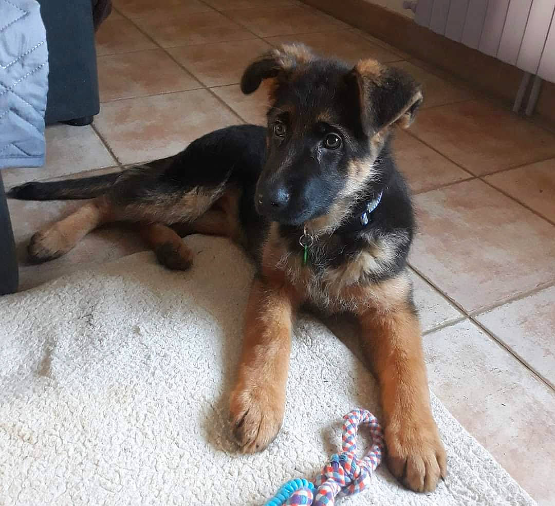 Pandora participe au concours pour gagner de l'argent avec cette photo : belgian_shepherd_malinois, canidae, carnivore, dog, dog_breed, east_european_shepherd, fawn, german_shepherd_dog, king_shepherd, mammal, old_german_shepherd_dog, puppy, snout, street_dog, vertebrate