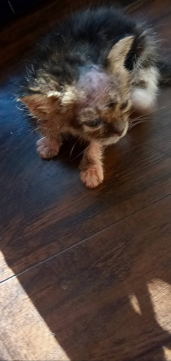 Kenyatta joined the competition — help win amazing prizes! brown, carnivore, companion_dog, dog_breed, felidae, flooring, foot, hardwood, laminate_flooring, paw, plank, plywood, small_to_medium_sized_cats, tail, toy_dog, varnish, whiskers, wood, wood_flooring, wood_stain