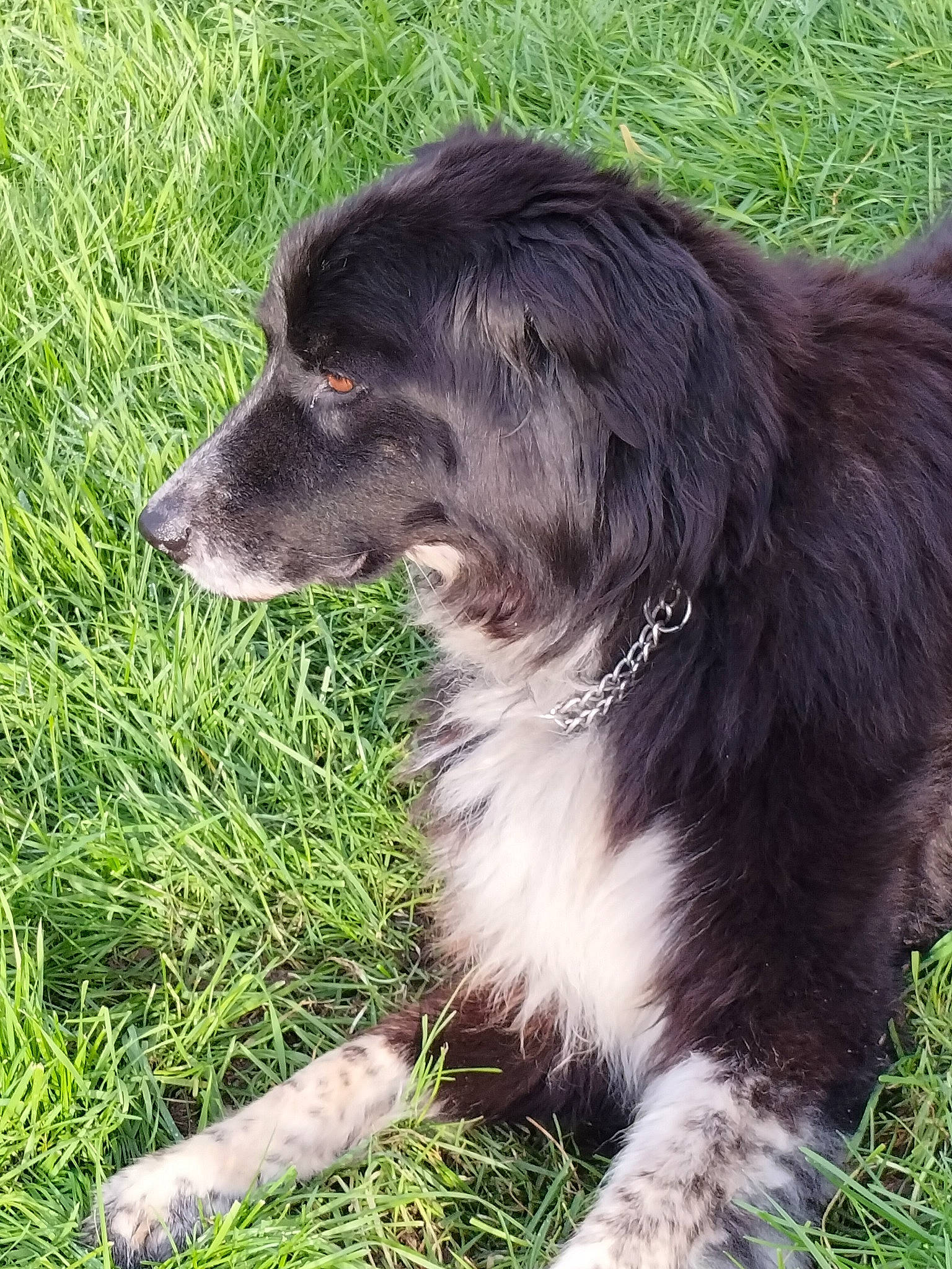 Oscar a rejoint le concours — aidez-le/la à gagner de superbes lots ! borador, border_collie, canidae, carnivore, collar, companion_dog, dog, dog_breed, dog_collar, fur, grass, gun_dog, herding_dog, liver, plant, snout, sporting_group, terrestrial_animal, working_animal, working_dog