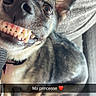 Tulipe a rejoint le concours — aidez-le/la à gagner de superbes lots ! brindle_dog, brown_and_black, close_up, collar, couch, dog, funny, home, indoor, lying_down, paws, pet, portrait, purple_tag, smiling, snapchat, sunlight, text_overlay, toothy_grin, white_chest