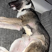 Tulipe participe au concours pour gagner de l'argent avec cette photo : animal, belly, black_and_white, canine, collar, couch, dog, funny_pose, furniture, home, indoor, legs, lying_down, paws, pet, portrait, relaxed, short_hair, sleeping, smiling