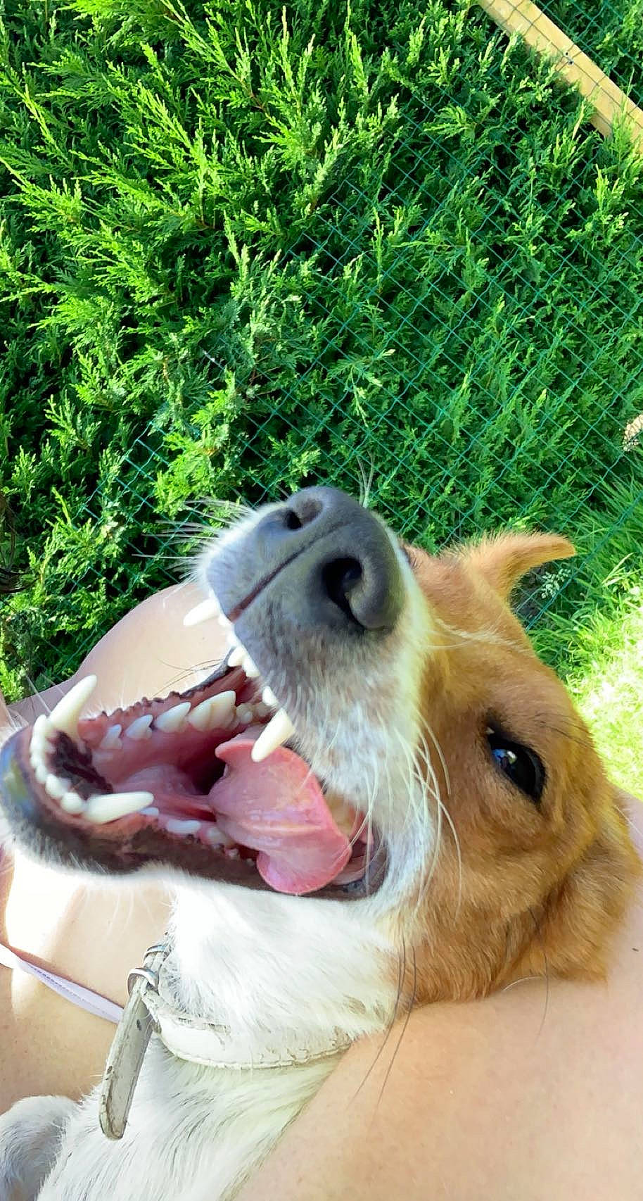 Rose a rejoint le concours — aidez-le/la à gagner de superbes lots ! carnivore, collar, companion_dog, dog, dog_breed, fang, fawn, felidae, grass, liver, marsupial, paw, plant, small_to_medium_sized_cats, snout, sporting_group, terrestrial_animal, whiskers, wildlife, working_animal