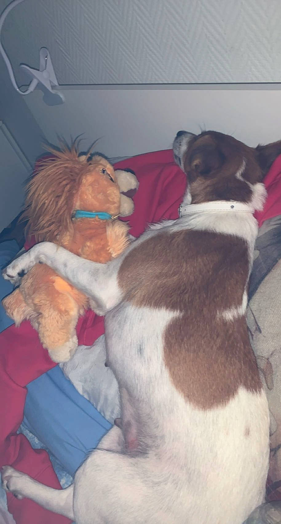 Rose a rejoint le concours — aidez-le/la à gagner de superbes lots ! canidae, carnivore, comfort, companion_dog, dog, dog_breed, ear, fawn, fur, lap, nap, non_sporting_group, paw, puppy_love, snout, sporting_group, tail, teddy_bear, vertebrate, working_animal