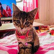 Honey participe au concours pour gagner de l'argent avec cette photo : accessories, adult, animal, cat, computer, computerhardware, electronics, female, furniture, hardware, head, kitten, laptop, monitor, pc, person, pet, screen, tv, woman