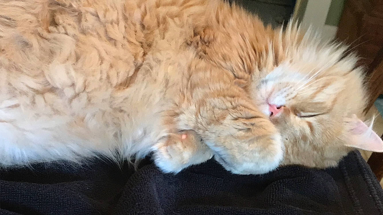 Rusty is registered to the contest to win money with this photo: canidae, carnivore, cat, claw, comfort, fawn, felidae, fur, nap, paw, sleep, small_to_medium_sized_cats, snout, tail, terrestrial_animal, whiskers