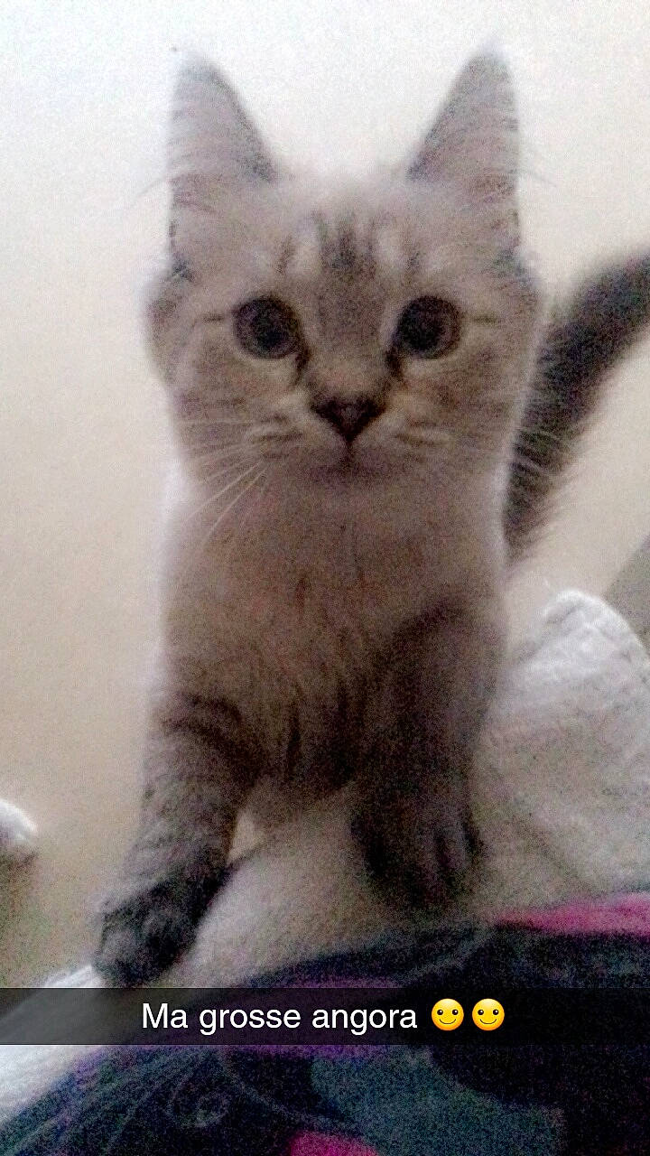 Plume a rejoint le concours — aidez-le/la à gagner de superbes lots ! asian, british_longhair, british_semi_longhair, british_shorthair, carnivore, cat, domestic_short_haired_cat, european_shorthair, felidae, kitten, mammal, photo_caption, siberian, small_to_medium_sized_cats, vertebrate, whiskers