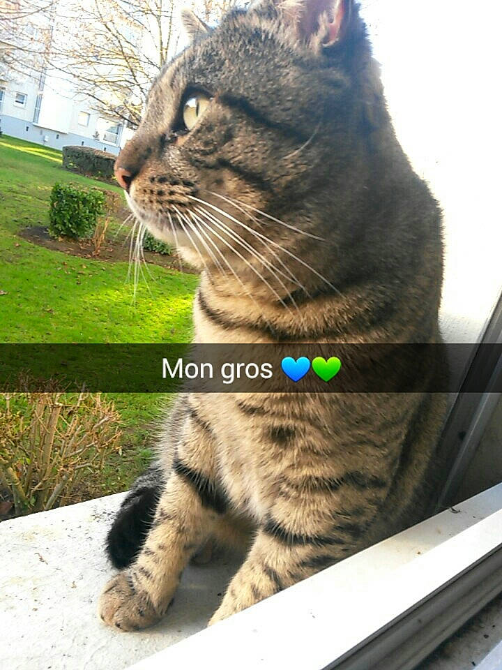 Kenny participe au concours pour gagner de l'argent avec cette photo : american_shorthair, asian, california_spangled, carnivore, cat, close_up, domestic_short_haired_cat, dragon_li, european_shorthair, felidae, grass, kitten, mammal, paw, photography, sitting, small_to_medium_sized_cats, snout, tabby_cat, whiskers