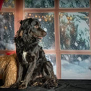 Tequila participe au concours pour gagner de l'argent avec cette photo : black_dog, cozy, curtains, dog, festive, fluffy_fur, furry_pillow, holiday, indoor, looking_away, pet, pillow, red_curtains, sitting, snow, snowfall, teddy_bear, white_patch, window, winter