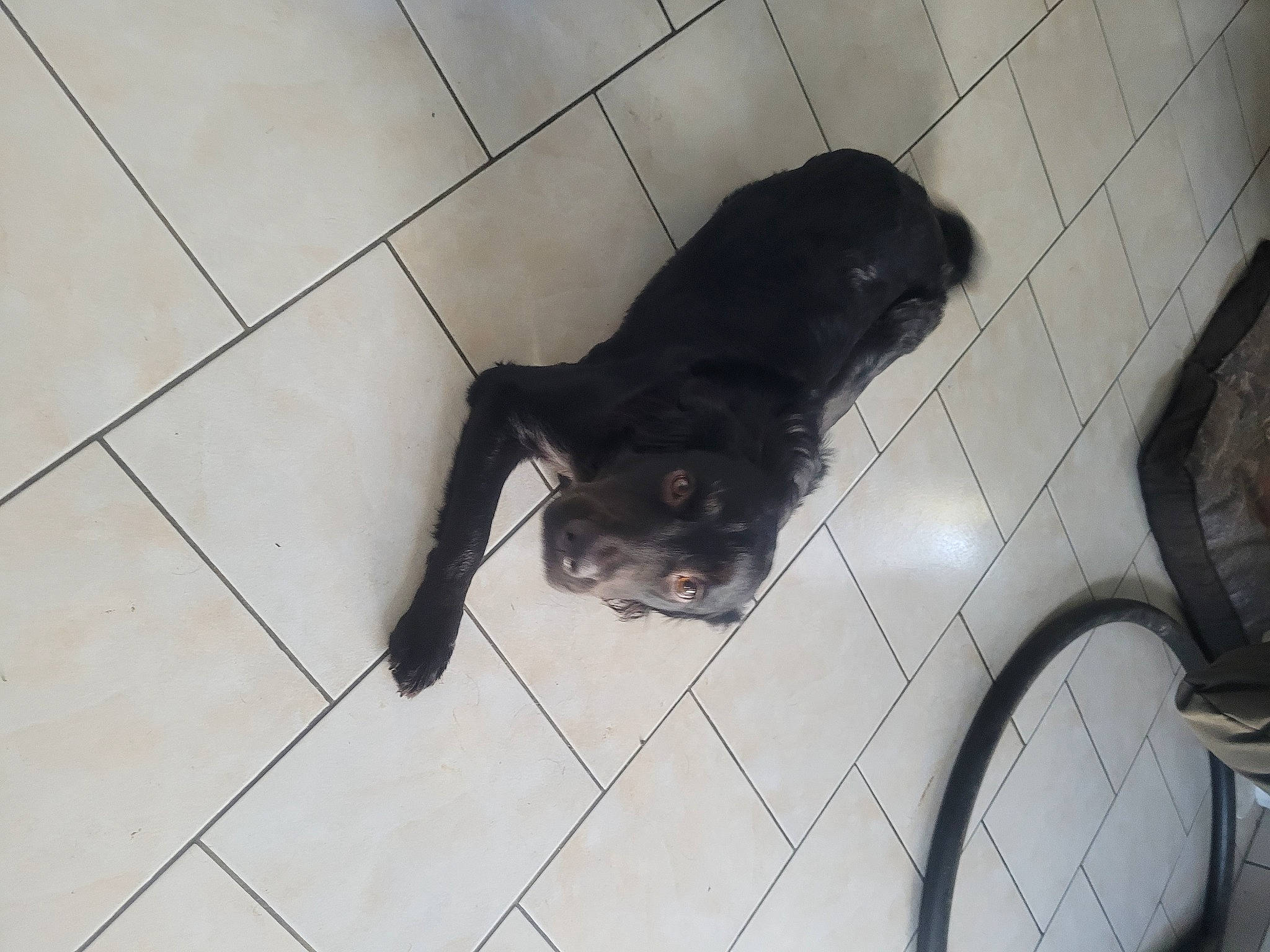 Tequila participe au concours pour gagner de l'argent avec cette photo : bathroom, black_cat, canidae, carnivore, cat, companion_dog, dog_breed, domestic_short_haired_cat, felidae, floor, flooring, fur, paw, plumbing_fixture, small_to_medium_sized_cats, snout, sporting_group, tail, terrestrial_animal, whiskers