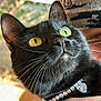 Ursula Pepper is registered to the contest to win money with this photo: black_cat, close_up, yellow_eyes, whiskers, jewelry, collar, pet, animal, feline, cute, indoor, portrait, fur, looking_up, domestic_cat, whiskers_visible, soft_light, background_blur, black_fur, eyes