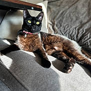 Ursula Pepper is registered to the contest to win money with this photo: cat, black_cat, yellow_eyes, collar, bell, sofa, couch, gray, sunlight, indoor, pet, relaxed, feline, fur, animal, domestic_animal, resting, shadow, comfortable, home