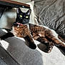 cat, black_cat, yellow_eyes, collar, bell, sofa, couch, gray, sunlight, indoor, pet, relaxed, feline, fur, animal, domestic_animal, resting, shadow, comfortable, home