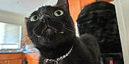 Ursula Pepper joined the competition — help win amazing prizes! black_cat, cat, pet, curious, whiskers, green_eyes, collar, bell, indoor, kitchen, wooden_cabinets, feline, close_up, animal, household, domestic_cat, looking_up, fur, cute, companion