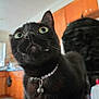black_cat, cat, pet, curious, whiskers, green_eyes, collar, bell, indoor, kitchen, wooden_cabinets, feline, close_up, animal, household, domestic_cat, looking_up, fur, cute, companion