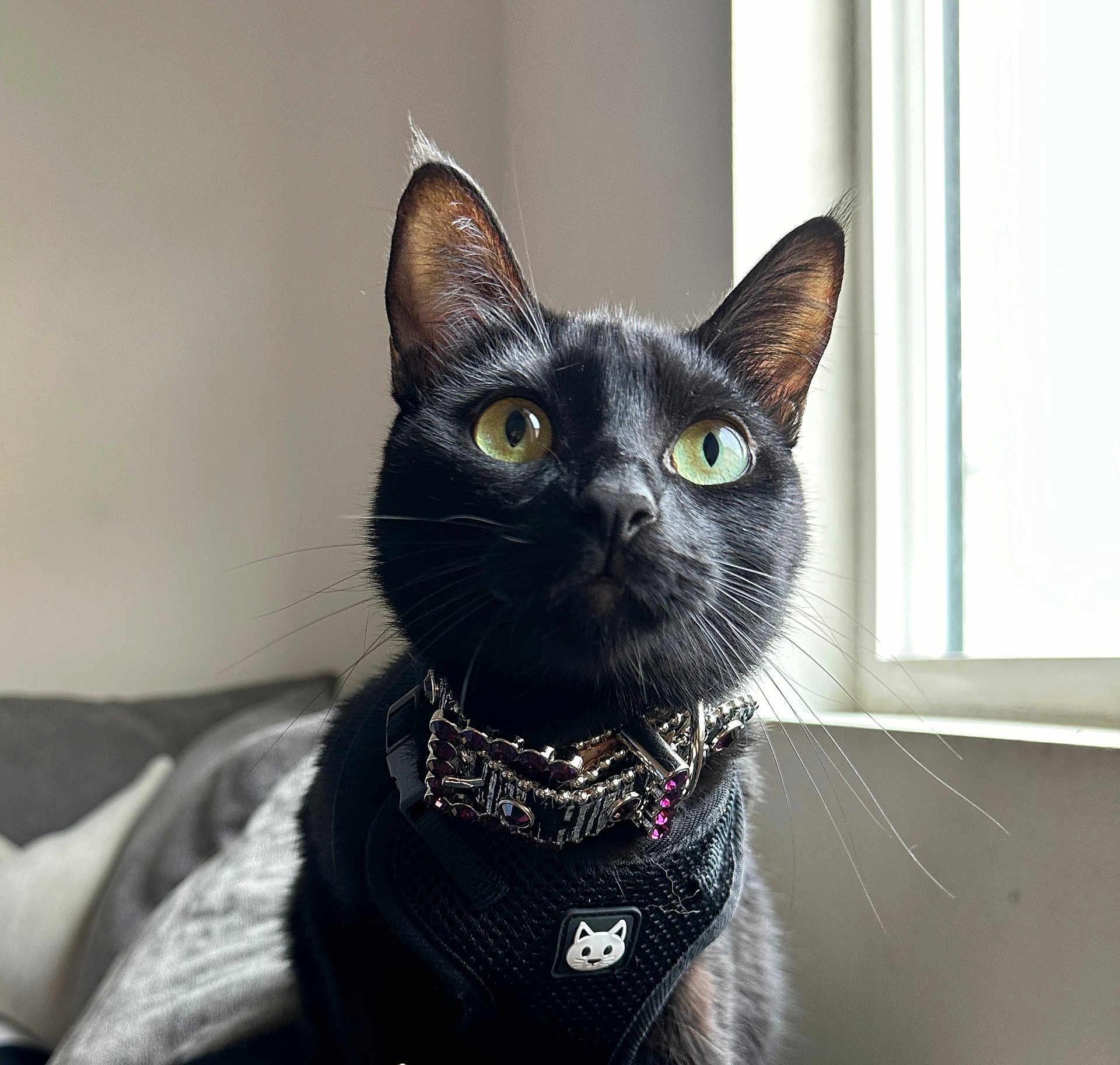 Ursula Pepper is registered to the contest to win money with this photo: cat, black_cat, pet, animal, indoor, window, jeweled_collar, harness, green_eyes, close_up, feline, curious, whiskers, ears, fur, domestic_cat, natural_light, sitting, portrait, cute