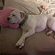 Tuff joined the competition — help win amazing prizes! dog, white_dog, sleeping, bed, pink_pillow, flower_shaped_pillow, blanket, collar, indoor, resting, cozy, pet, animal, fur, paw, relaxed, home, napping, comfortable, domestic