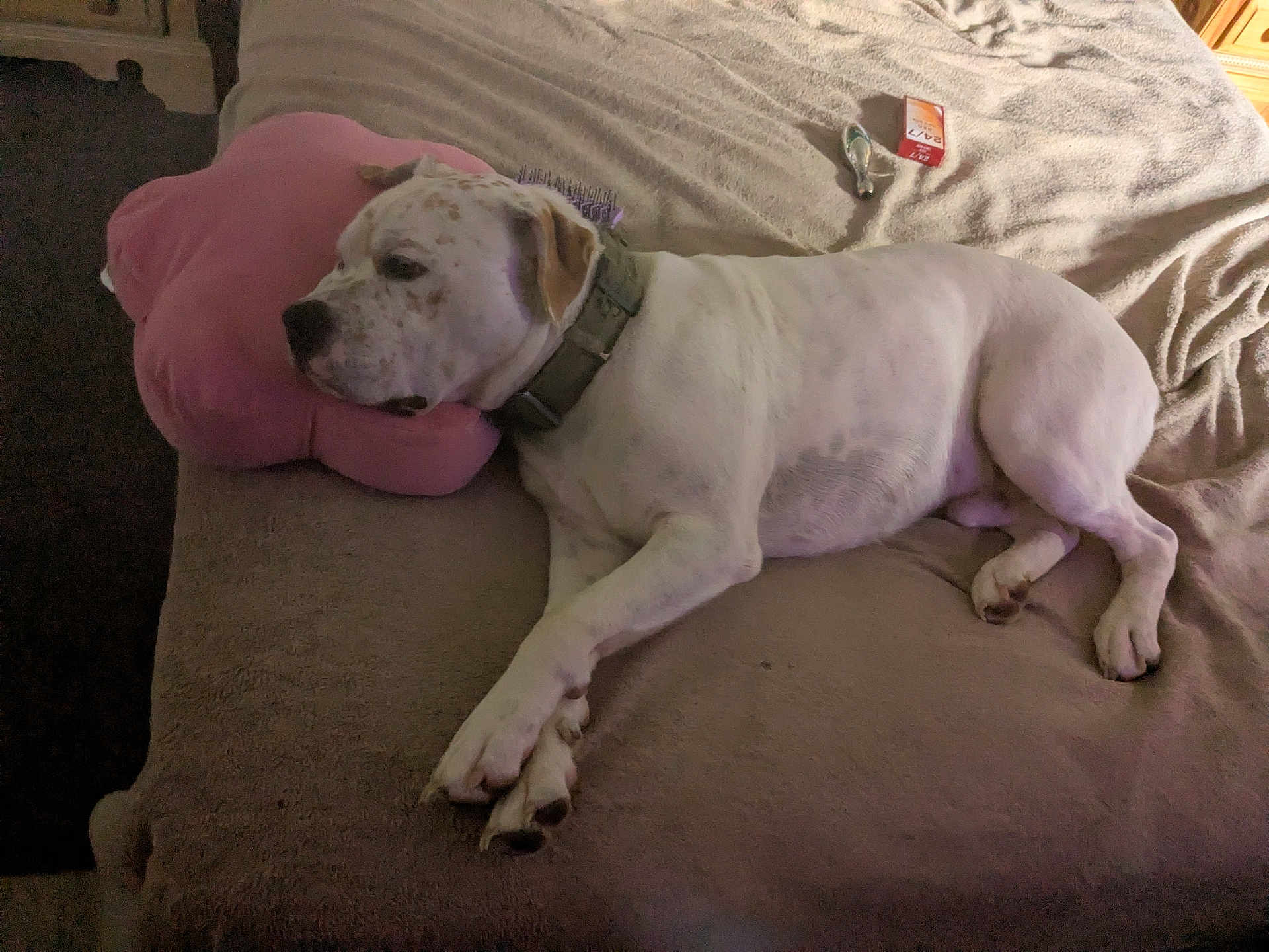 Tuff joined the competition — help win amazing prizes! dog, white_dog, sleeping, bed, pink_pillow, flower_shaped_pillow, blanket, collar, indoor, resting, cozy, pet, animal, fur, paw, relaxed, home, napping, comfortable, domestic
