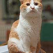 Pouky a rejoint le concours — aidez-le/la à gagner de superbes lots ! cat, orange_cat, white_cat, pet, feline, animal, sitting, box, table, indoor, fur, whiskers, cute, looking, portrait, domestic_cat, household, relaxed, tabby, curious