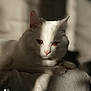 Alaska participe au concours pour gagner de l'argent avec cette photo : animal, cat, closeup, cozy, cute, eyes, face, feline, fur, indoor, pet, portrait, relaxed, resting, shadow, soft, sunlight, texture, whiskers, white_cat