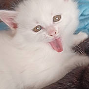 Alaska a rejoint le concours — aidez-le/la à gagner de superbes lots ! adorable, animal, closeup, cozy, cute, ears, feline, fluffy, fur, indoor, kitten, pet, playful, resting, sleepy, soft, tongue_out, whiskers, white_cat, young_cat