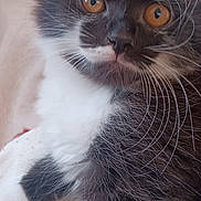 Ashoka participe au concours pour gagner de l'argent avec cette photo : cat, kitten, black_and_white, orange_eyes, whiskers, close_up, fur, pet, cute, animal, indoor, blanket, relaxed, young, feline, looking, portrait, soft, cozy, resting