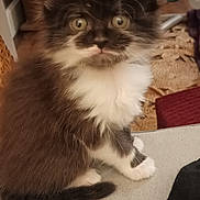 Ashoka a rejoint le concours — aidez-le/la à gagner de superbes lots ! black_and_white, cat, colorful_balls, cozy, curious, cute, domestic_animal, eyes, fluffy, fur, furniture, indoor, kitten, pet, sitting, soft_surface, tail, whiskers, woven_chair, young_animal