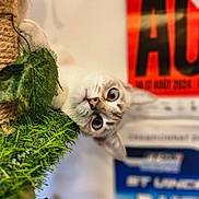Mezuko a rejoint le concours — aidez-le/la à gagner de superbes lots ! cat, curious, scratching_post, rope, green_leaves, artificial_plants, indoor, close_up, pet, animal, feline, whiskers, ears, eyes, nose, background, poster, blurry, playful, cute