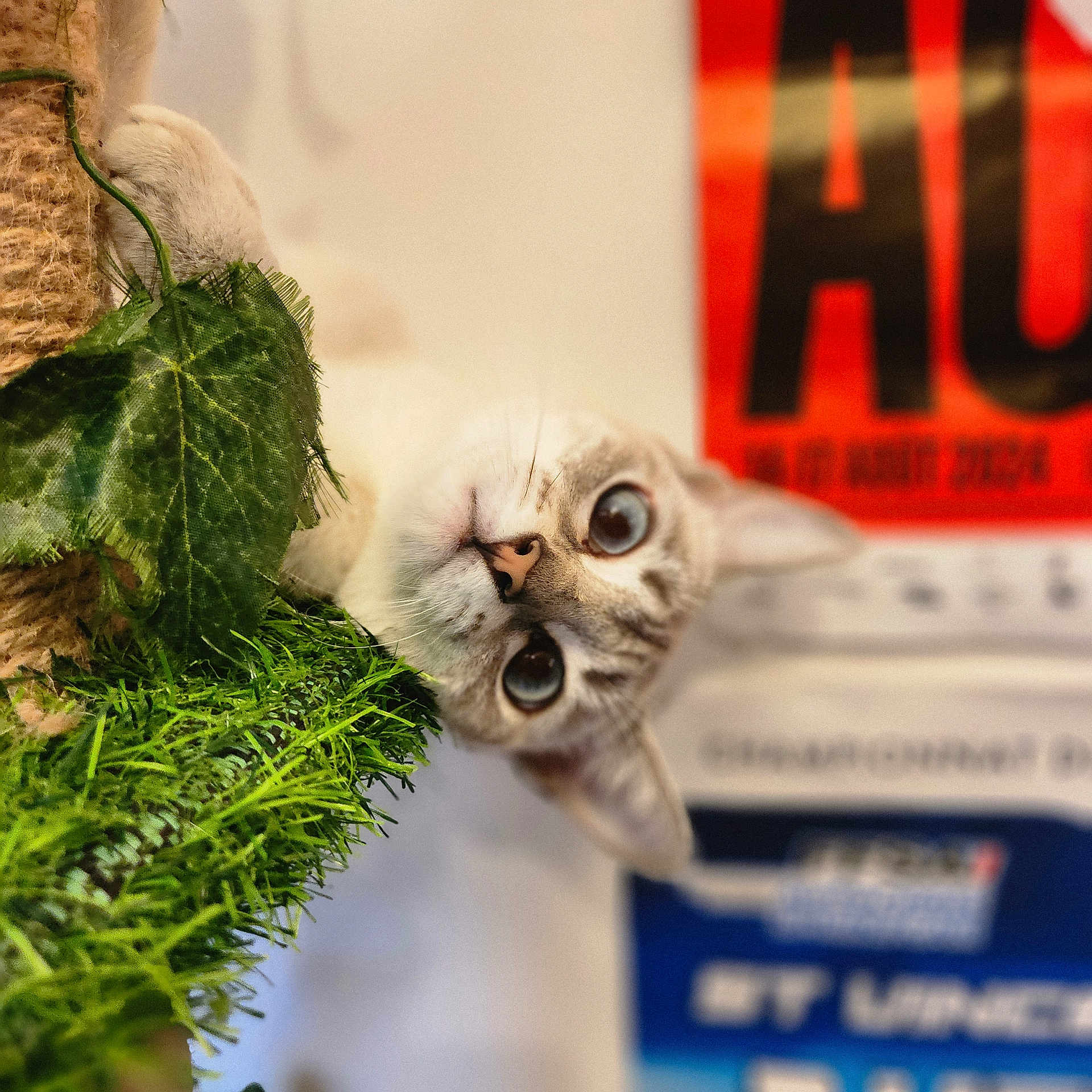 Mezuko a rejoint le concours — aidez-le/la à gagner de superbes lots ! animal, artificial_plants, background, blurry, cat, close_up, curious, cute, ears, eyes, feline, green_leaves, indoor, nose, pet, playful, poster, rope, scratching_post, whiskers