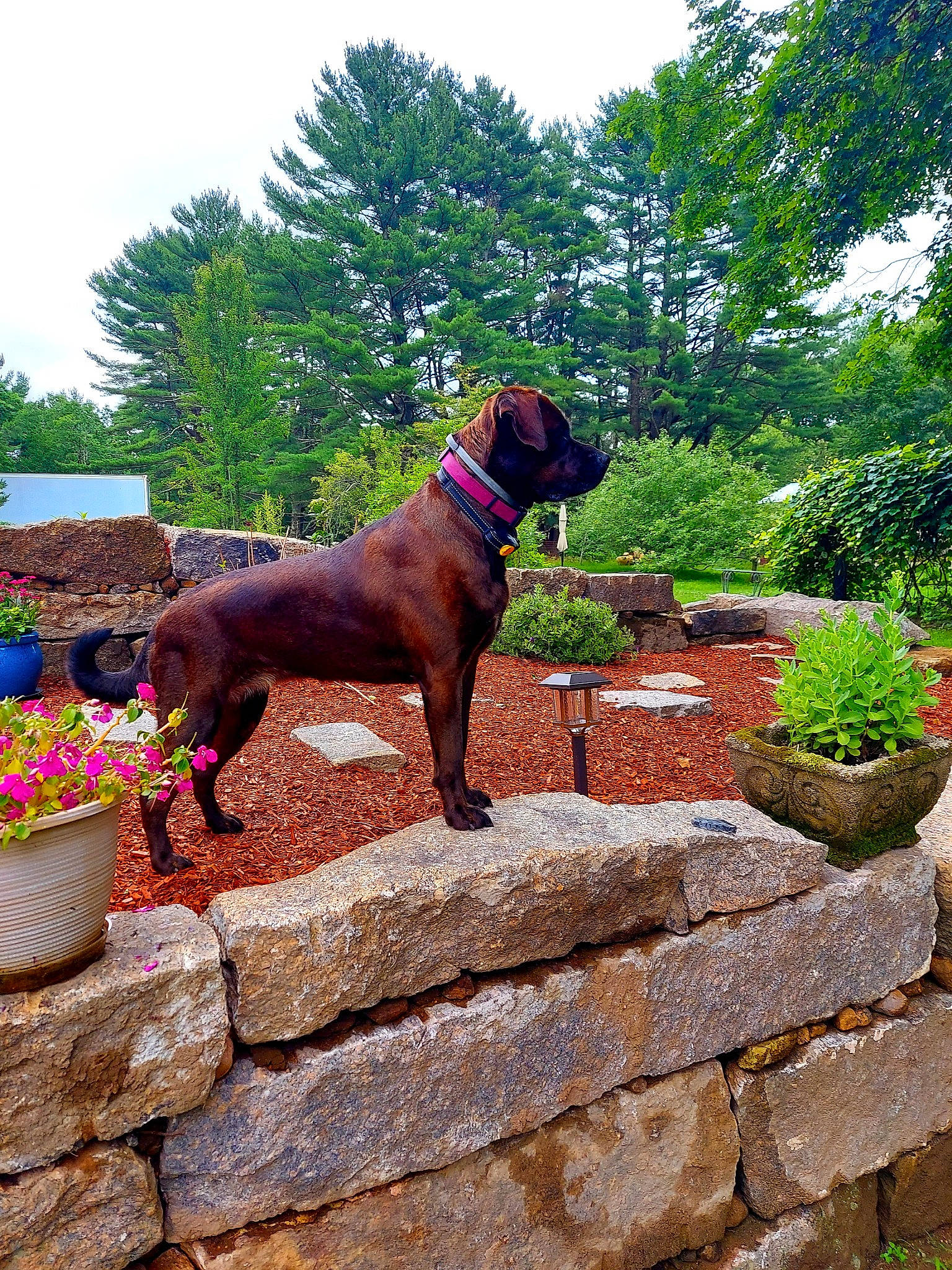 Sadie joined the competition — help win amazing prizes! brick, carnivore, collar, companion_dog, dog, dog_breed, dog_supply, fawn, flower, flowerpot, gun_dog, houseplant, landscape, liver, pet_supply, plant, shrub, sky, tree, working_animal