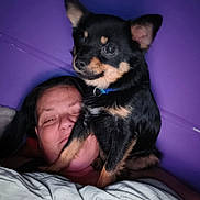 Grizzly Bear Krack is registered to the contest to win money with this photo: animal, bed, black_dog, blanket, close_up, collar, companion, cute, dog, face, fur, human, indoor, person, pet, portrait, purple_wall, relaxation, resting, tan_markings