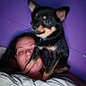 animal, bed, black_dog, blanket, close_up, collar, companion, cute, dog, face, fur, human, indoor, person, pet, portrait, purple_wall, relaxation, resting, tan_markings
