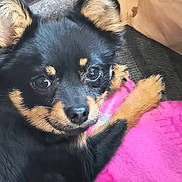 Grizzly is registered to the contest to win money with this photo: animal, black_and_tan, blanket, close_up, cozy, cute, dog, eyes, fur, indoors, mammal, nose, paw, pet, pink, portrait, puppy, resting, soft, young