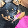 animal, black_and_tan, blanket, close_up, cozy, cute, dog, eyes, fur, indoors, mammal, nose, paw, pet, pink, portrait, puppy, resting, soft, young