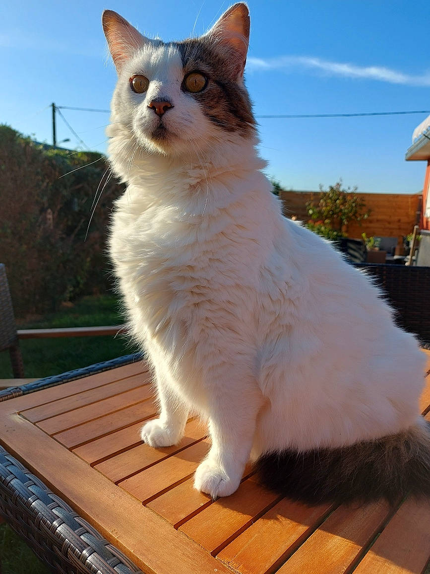 Mickey a rejoint le concours — aidez-le/la à gagner de superbes lots ! carnivore, cat, cloud, domestic_short_haired_cat, eye, fawn, felidae, fur, grass, paw, plant, sitting, sky, small_to_medium_sized_cats, snout, tail, tree, whiskers, wood