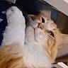 Tiger is registered to the contest to win money with this photo: cat, fluffy, orange, white, pet, animal, fur, closeup, face, whiskers, paw, indoor, relaxed, cute, mammal, feline, resting, cozy, home, comfort