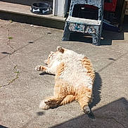 Tiger joined the competition — help win amazing prizes! cat, orange_cat, white_cat, fluffy_cat, sunbathing, outdoor, concrete, patio, dog_bowl, bone_pattern, step_stool, shadow, cracked_concrete, relaxed, pet, animal, fur, sunlight, resting, home
