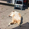 cat, orange_cat, white_cat, fluffy_cat, sunbathing, outdoor, concrete, patio, dog_bowl, bone_pattern, step_stool, shadow, cracked_concrete, relaxed, pet, animal, fur, sunlight, resting, home