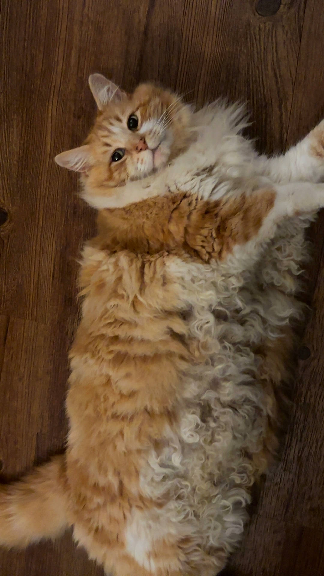 Tiger joined the competition — help win amazing prizes! animal, cat, close_up, curly_fur, cute, domestic_cat, ears, feline, fluffy_fur, indoor, looking_up, lying_down, mammal, orange_cat, pet, relaxed, tail, whiskers, white_cat, wooden_floor