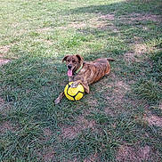 Urban participe au concours pour gagner de l'argent avec cette photo : backyard, brindle_coat, brindle_dog, collar, dog, fetch, grass, happy, lying_down, outdoor, park, paw, pet, playing, soccer_ball, sunlight, tongue_out, trailer, trees, yellow_ball