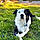 Murphy
