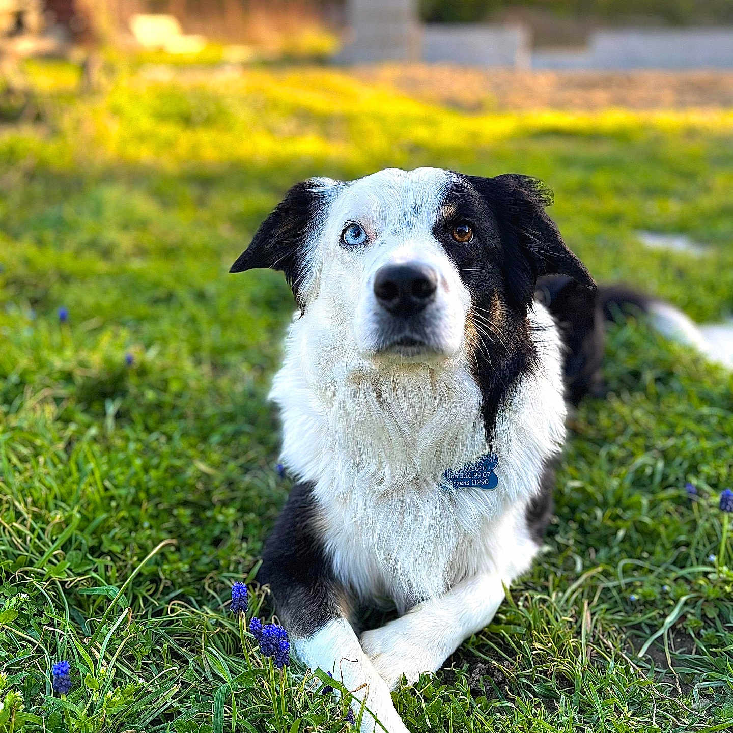 Murphy