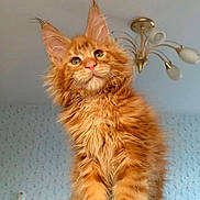 Cheezit is registered to the contest to win money with this photo: cat, kitten, orange_tabby, fluffy, fur, whiskers, ears, paws, indoor, ceiling_light, wallpaper, portrait, looking_up, cat_tree, pet, domestic_animal, animal, closeup, green_eyes, cute